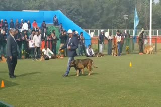 competition for dogs