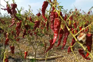 A farmer earning Rs 2.50 lakh for 7 quintal...Red chilli cost