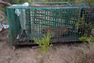 Captured double leopard at Hosadurga