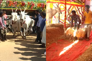 The Fair of Cattle at Kolar