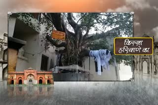 pehowa pret pipal tree