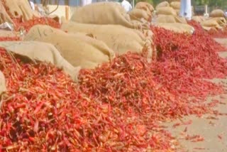Dry chili got in gold price