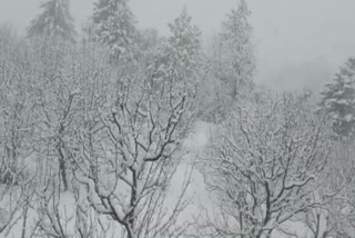 Snowfall  damage to apple plants