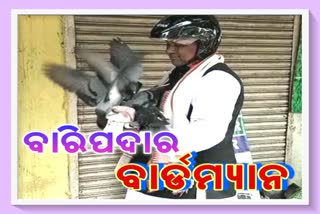 birdman traffic cop feeds thousands of pigeons