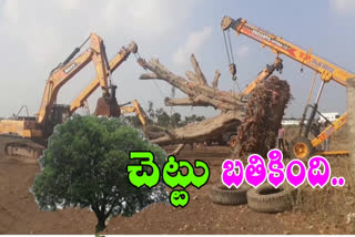 a person give new life to tree in kurnool