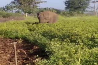 Elephant attack on a farm in Mysore