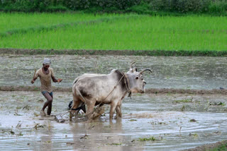 देश में पिछले 10 साल में माफ हुआ 4.7 लाख करोड़ रुपये का कृषि कर्ज