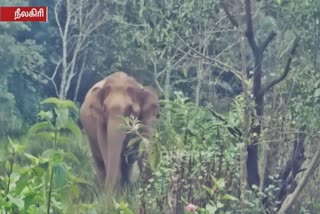 at-nilgiris-wild-elephants-threatens-koderi-village-people-by-roaming