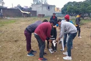 Radium collar tied in neck in destitute animals in nurpur