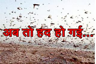 news of jodhpur  news in bhopalgarh  in jodhpur pipad village  locusts bhopalgarh  locusts news