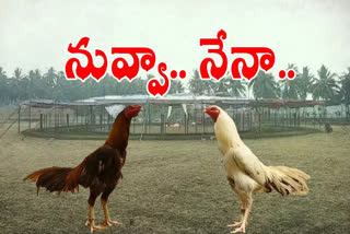 all ready for cock fight in east godavari district