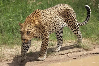 Badaun  Leopard killed in Badaun  Jarifpur Gadhiya village  people beat leopard to death with sticks  leopard mowed down  പുള്ളിപ്പുലിയെ നാട്ടുകാര്‍ തല്ലിക്കൊന്നു  ബിജ്‌നോര്‍  മൊറാദാബാദ്  പുള്ളിപ്പുലി