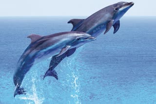 dolphin endangered due to illegal sand mining