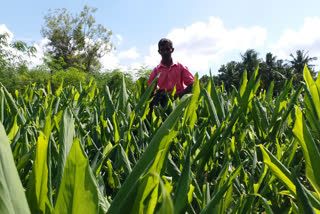 turmeric yield increased