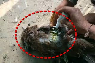 मांझे में फंसकर चील घायल, Eagle injured by stuck in mahja