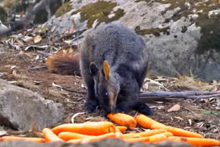 Carrots and sweet potatoes dropped, dropped for wallabies in wildfires hit Australia, Carrots dropped news, sweet potatoes dropped news, Australia wildfires news, ಕ್ಯಾರೆಟ್ ಮತ್ತು ಗೆಣಸು ಎಸೆದ ಸಿಬ್ಬಂದಿ, ಪ್ರಾಣಿಗಳಿಗೆ ಆಹಾರ ಒದಗಿಸಿದ ಆಸ್ಟ್ರೇಲಿಯಾ ಸರ್ಕಾರ, ಆಸ್ಟ್ರೇಲಿಯಾ ಸರ್ಕಾರ ಕ್ರಮಕ್ಕೆ ಫಿದಾ ಆದ ನೆಟ್ಟಿಗರು, ಆಸ್ಟ್ರೇಲಿಯಾ ಕಾಳ್ಗಿಚ್ಚು ಸುದ್ದಿ,