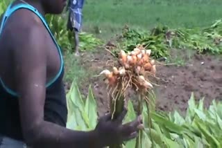 turmeric farmers suffer for turmeric rate