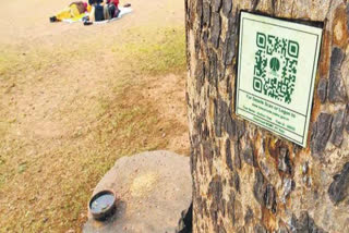 new delhi municipal corporation will insert QR code on trees by june 2020