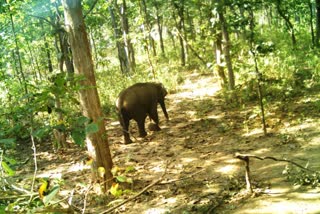 ಮರಿಗಾಗಿ ಆನೆಯ ಹುಡುಕಾಟ , Mother elephant searching baby elephant in forest