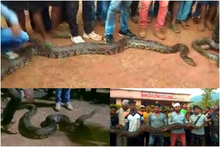 6 Python rescued from Forest department