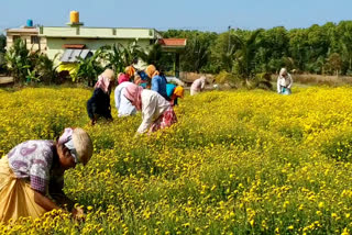 ಹೆಮ್ಮಾಡಿ ಸೇವಂತಿ