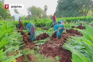 மஞ்சள்குலையை பொங்கல் தொகுப்பு திட்டத்தில் சேர்க்க விவசாயிகள் கோரிக்கை!