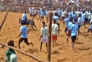 Jallikattu