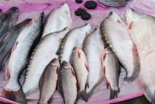 Uzan Bazar Fish Market