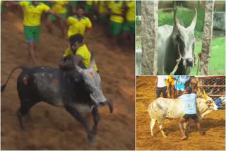 Tamil Nadu: Jallikattu competitions to be held from January 15 - January 31 in Madurai district. 730 bulls in Avaniyapuram, 700 bulls in Alanganallur and 650 bulls in Palamedu are participating in Jallikattu competitions this year. Visuals from Avaniyapuram. (13.01.2020)