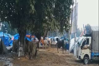 khalsa games, Maghi mela