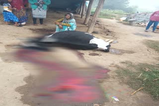 cow death due to elephant attack  in Mysore