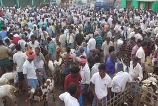 pongal festival goat sales  எட்டையாபுரம் ஆட்டுச்சந்தை  தருமபுரி ஆட்டுச்சந்தை  பொங்கல் பண்டிகை ஆடுகள் விற்பனை