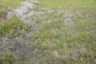 crops are spoiling in una Due to heavy rains न