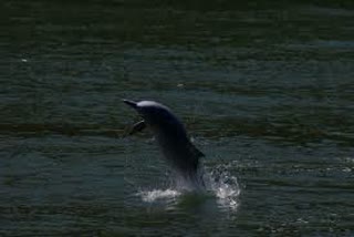 Dolphin census in Odisha sanctuaries on Jan 19  ഡീഷ വന്യജീവി സങ്കേതങ്ങളിൽ ഡോൾഫിൻ സെൻസസ് നടക്കും  Odisha sanctuaries  ഡോൾഫിൻ