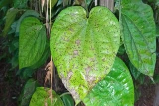 Betel farming