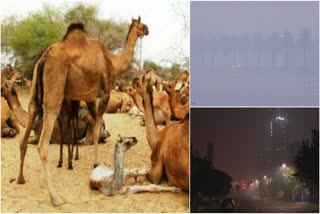 5,000 feral camels culled in drought-hit Australia