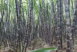 SUGARCANE