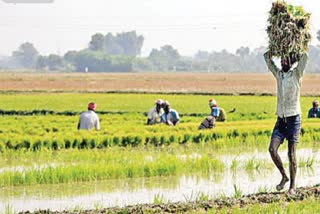 Jai Kisan Jai Jawan