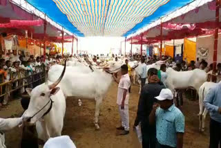 Siddeshwara Fair at Vijayapura...Attractive part is cow Fair