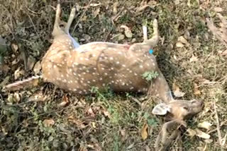 deer died by Dogs attack