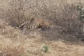 Leopard trapped in snare