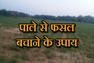 झुंझुनू न्यूज, jhunjhunu latest news, Farmers can protect crops,  फसलों का बचाने के उपाय, शेखावाटी में पड़ने लगा पाला