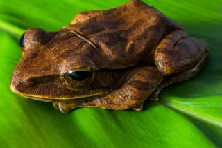 Talle Valley Wildlife Sanctuary  Zoological Survey of India  Three new frog species  Three new species of tiny frogs have been discovered  new species of tiny frogs have been discovered in Arunachal Pradesh  അരുണാചല്‍ പ്രദേശില്‍ മൂന്ന് പുതിയ ഇനം തവളകളെ കണ്ടെത്തി  മൂന്ന് പുതിയ ഇനം തവളകളെ കണ്ടെത്തി