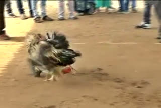 cock-fights-going-on-in-andhra-pradesh-despite-the-restrictionsgoing-on