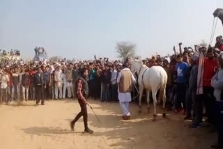 ऊंट और घोड़ी प्रतियोगिता, अलवर न्यूज, ऊंट प्रतियोगिता, मकर संक्रांति, अलवर में मकर संक्रांति, alwar news, makar sakranti, camels and horses competition