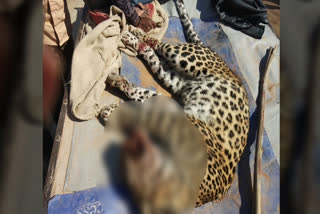 चूरू की खबर,  churu news,  ग्रामिणों ने पैंथर को मार डाला,  villagers killed the panther