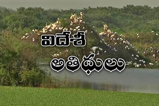 other country birds came to pulicat lake