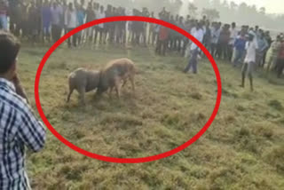 PIG FIGHT CONDUCTED IN TADEPALLIGUDEM