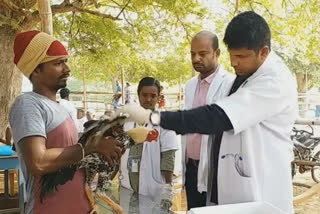 Traditional cock fighting in karur district