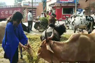 festival of Makar Sankranti was celebrated with great enthusiasm in khandwa